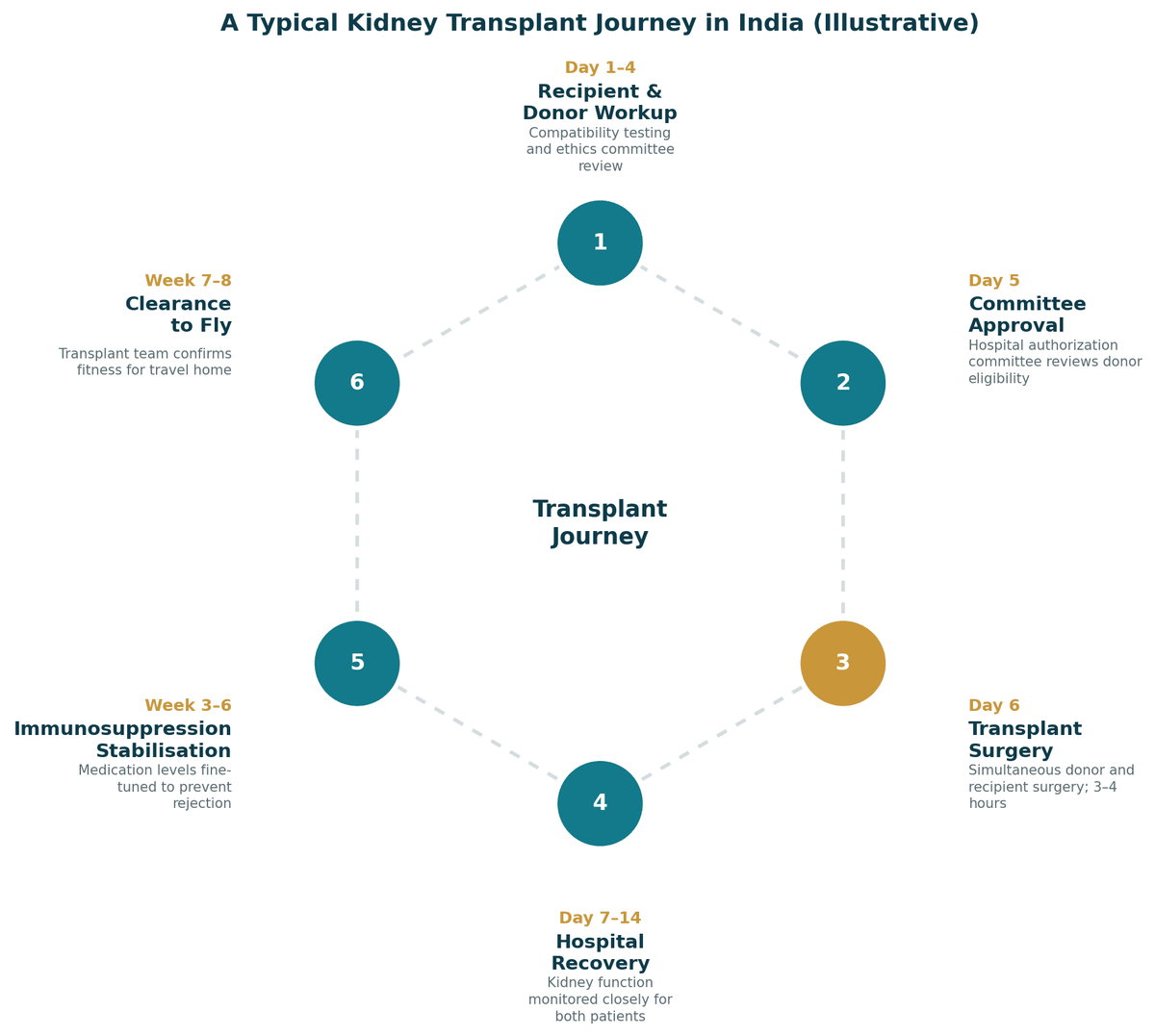 A typical kidney transplant journey in India, illustrative 7 to 8-week pathway: days 1 to 4 donor and recipient work-up; around day 5 committee approval; day 6 transplant surgery; days 7 to 14 hospital recovery; weeks 3 to 6 immunosuppression stabilisation; weeks 7 to 8 clearance to fly.